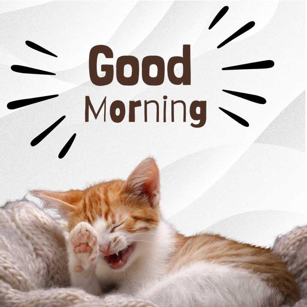 Cute orange and white kitten yawning or laughing in a cozy knitted blanket with Good Morning text and sunburst lines above