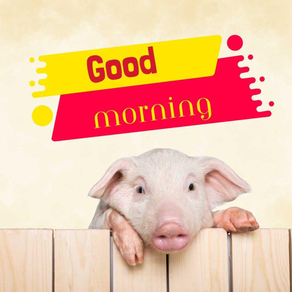 Cute pink piglet peeking over a wooden fence with a yellow and pink Good Morning banner on a light background