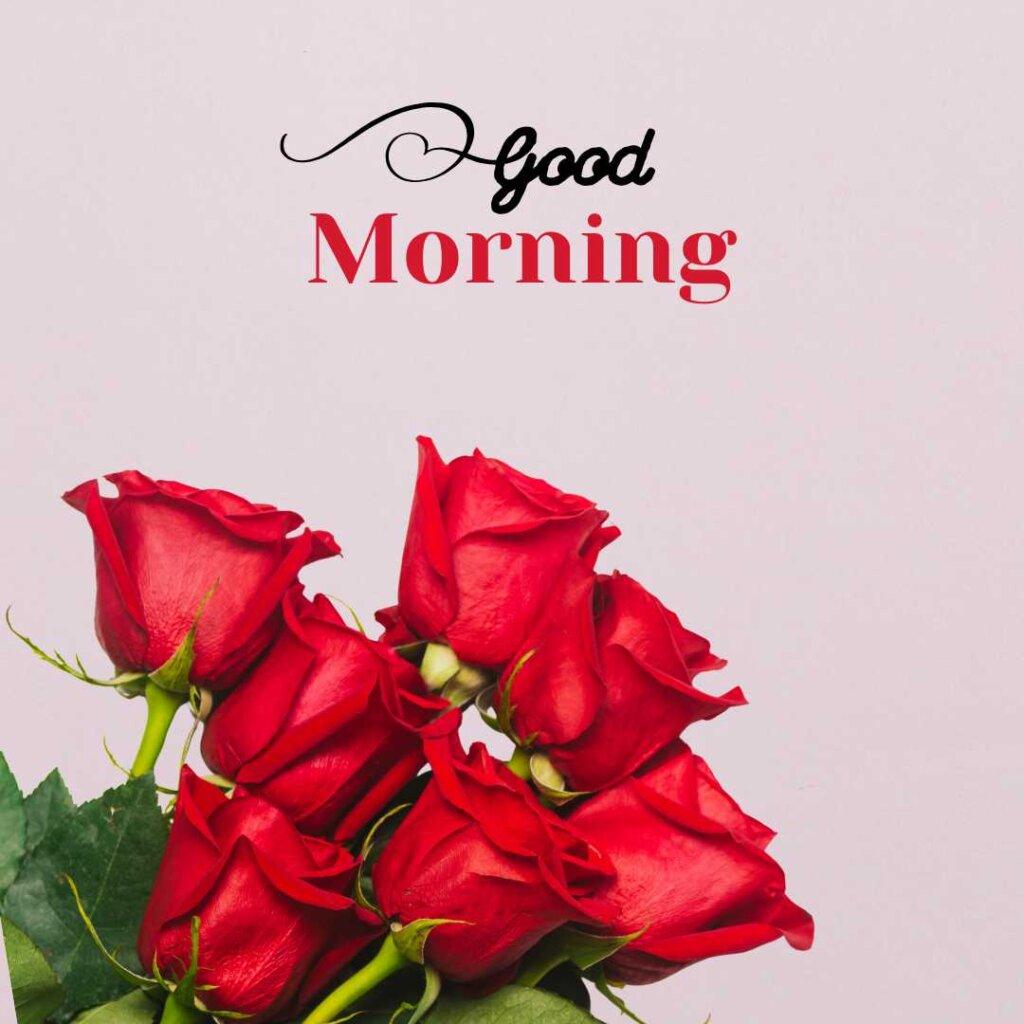 A cluster of five fresh, vibrant red roses with green leaves grouped tightly together at the bottom against a solid light pink background, featuring an elegant black script reading Good Morning.