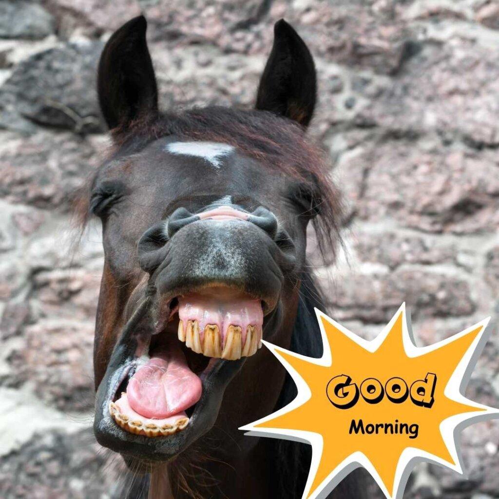 Close-up of a funny dark brown horse laughing with a wide open mouth showing teeth, featuring a yellow Good Morning speech bubble
