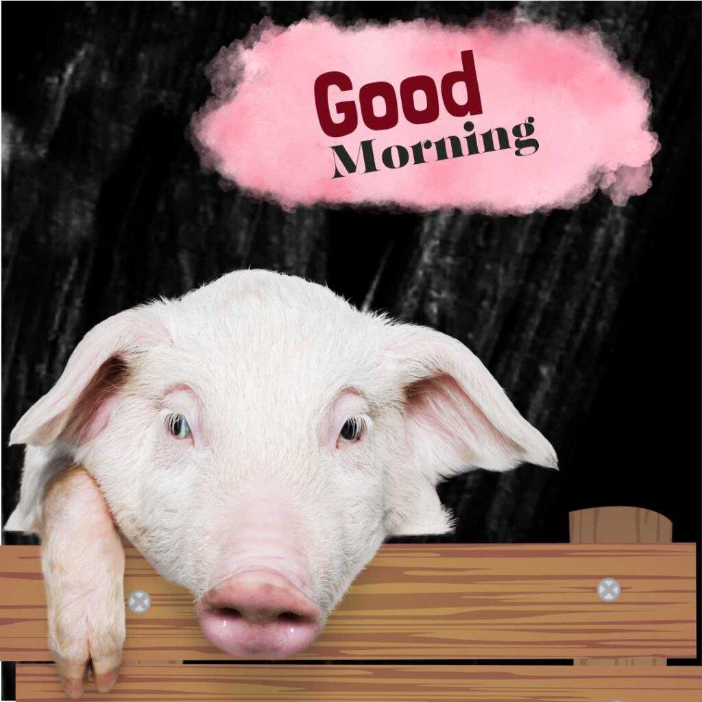 A cute pink piglet peaking over a wooden fence with a dark background and "Good Morning" text inside a pink cloud shape.