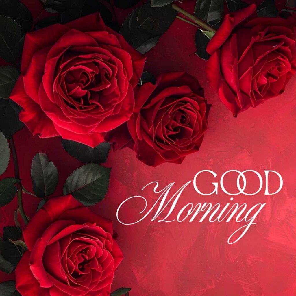 Four large, fully bloomed deep red roses with dark green leaves arranged beautifully over a textured red and black gradient background with an elegant white script font reading Good Morning.