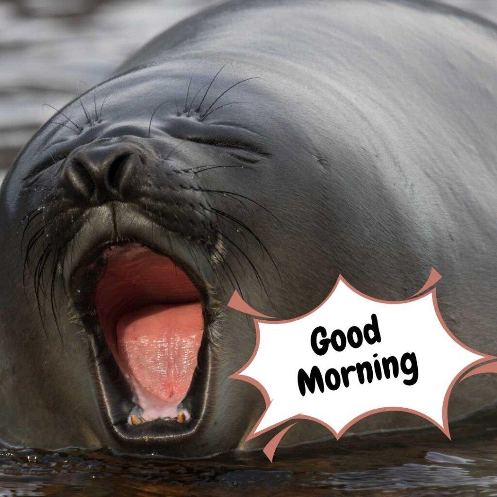 Close-up of a funny grey seal yawning with its mouth wide open in the water, featuring a Good Morning speech bubble