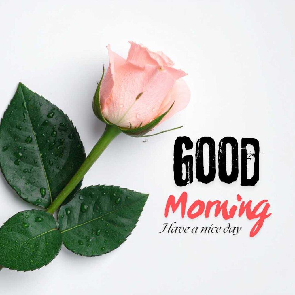 focus Good Morning Images for friends single pink rose good morning white background.jpg