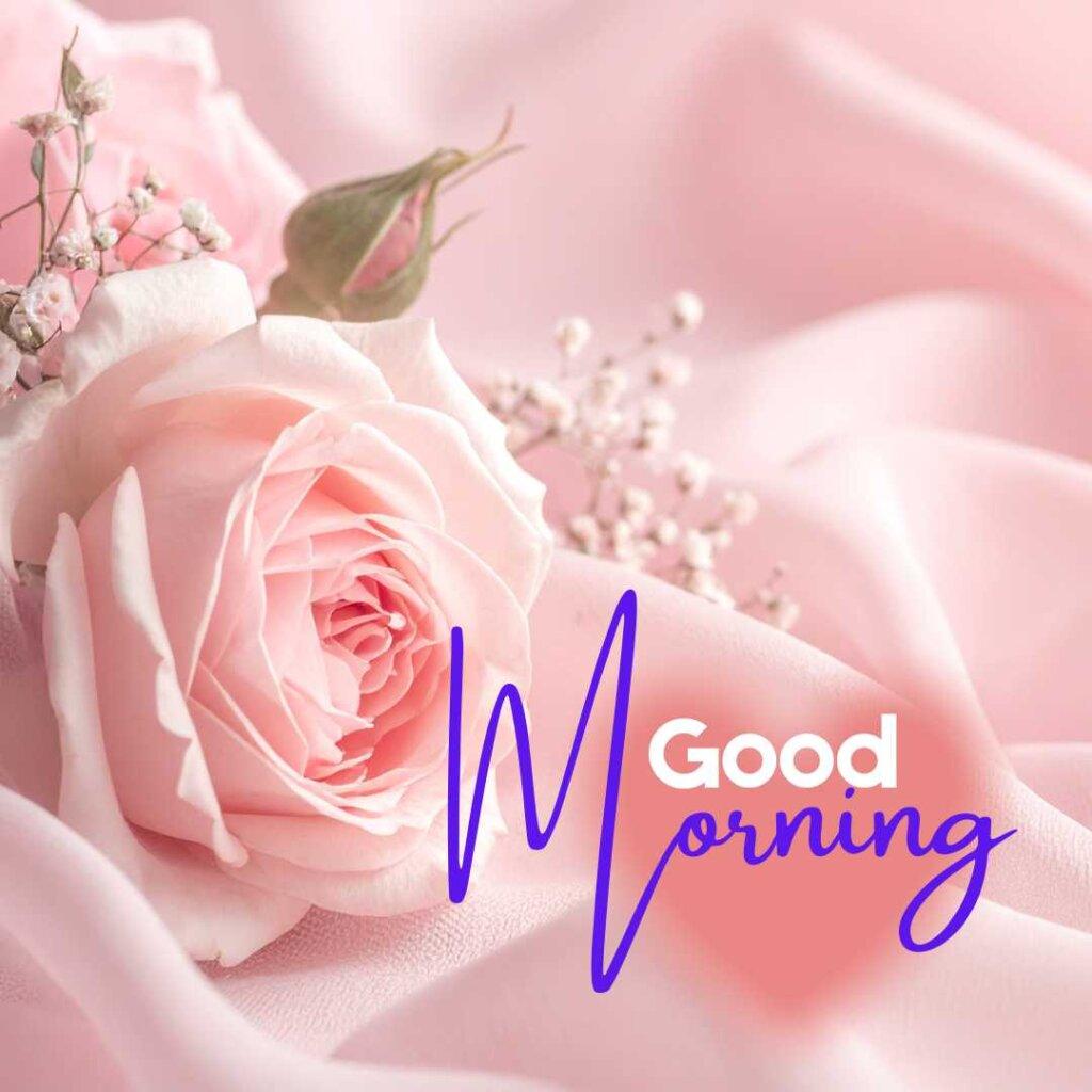 A gorgeous full pink rose in the lower left corner with an unopened bud and small white baby's breath flowers scattered on a premium soft pink satin silk fabric background, with a stylish blue script text reading Good Morning.