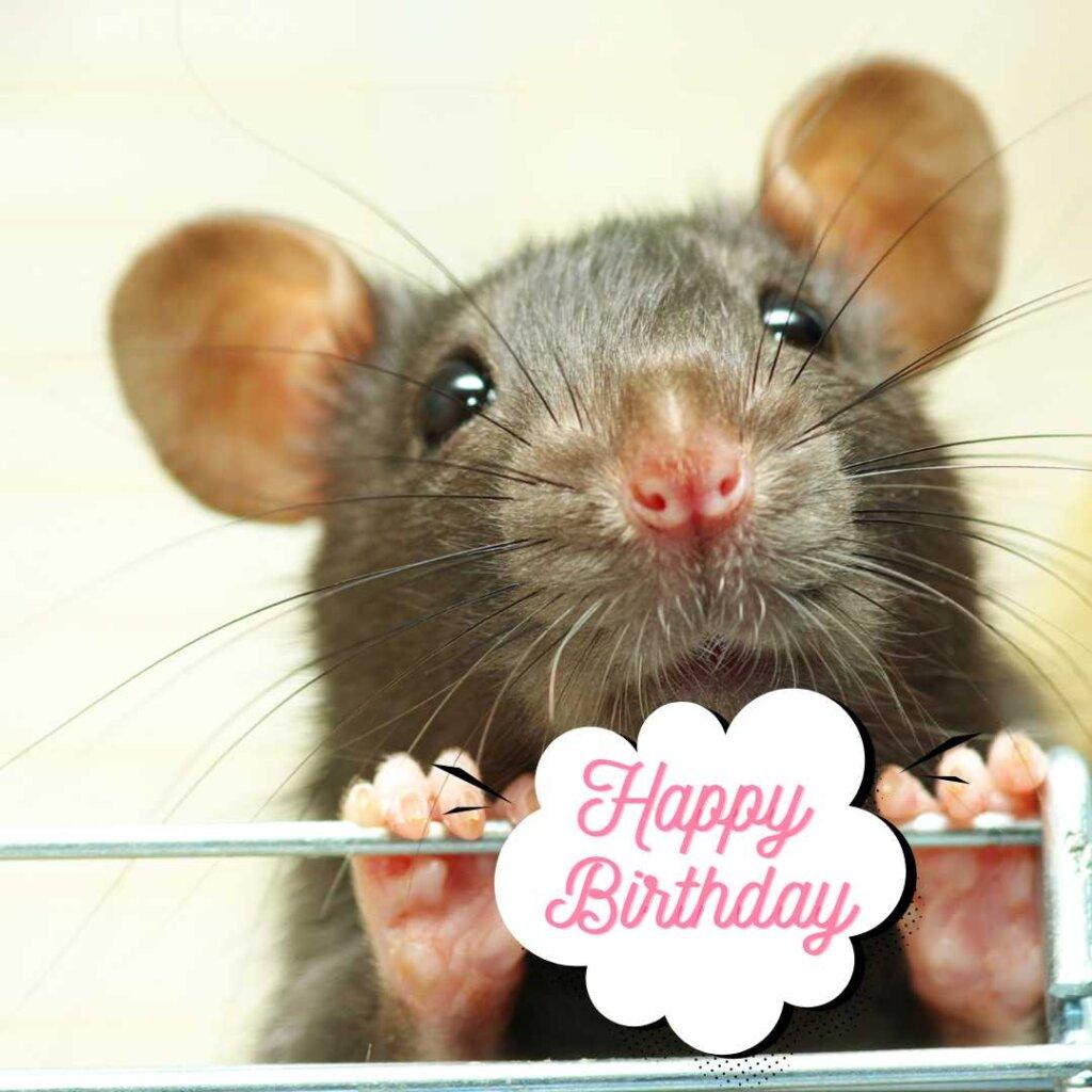 focus happy birthday wishes 26 20260507 155817 0025